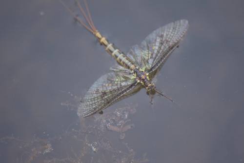 Réf. 204 670 : Ephemera vulgata